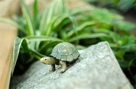 Contact information for splutomiersk.pl - Many people are drawn to the idea of having a pet turtle. These fascinating creatures can be a great addition to your home, providing both entertainment and companionship. The firs...